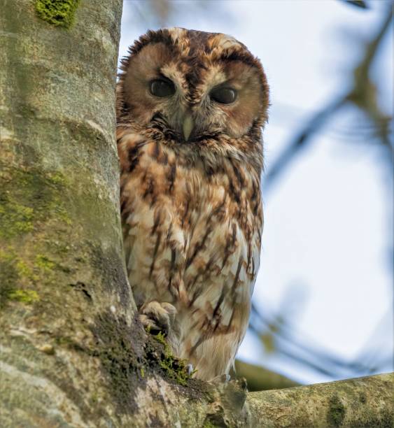 istock Tawny Owl & Little Owl 1490613483