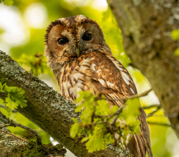 istock Tawny Owl & Little Owl 1490613504