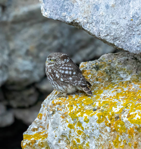istock Tawny Owl & Little Owl 1490613631
