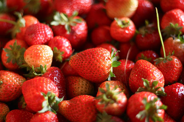 Strawberry - Strawberries of the Tovar Colony stock photo