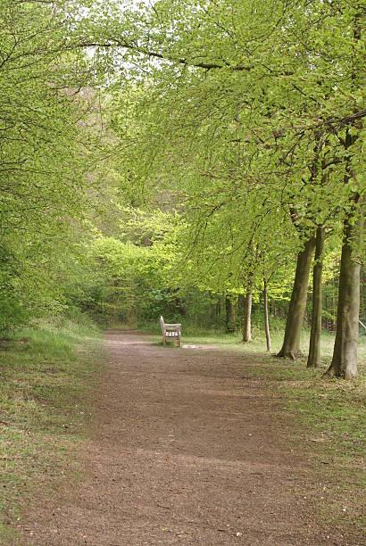 istock Wooden bench in the spring forest 149061525