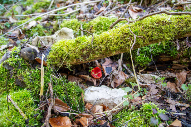 Scharlachroter Kelchbecherling (Sarcoscypha coccinea)