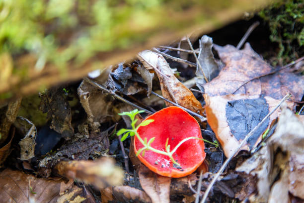 Tightly Closed Petals of Snow Plant as it Emerges from Ground in Yosemite