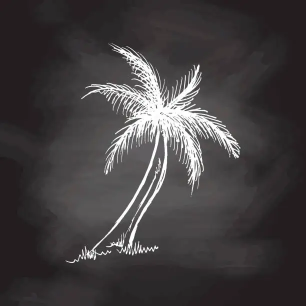 Vector illustration of Hand drawn  sketch of palm tree. Vintage vector illustration isolated on chalkboard background. Doodle drawing.