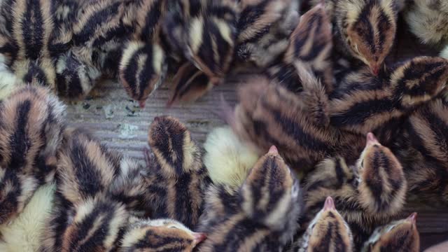 Quail chicks being sold at an Asian market