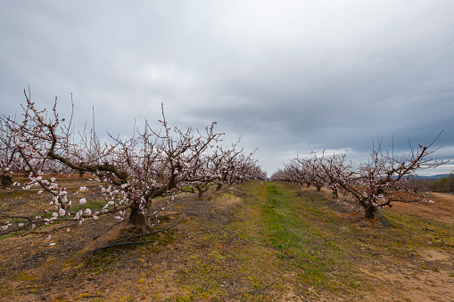 Irrigated cultivation of a plantation of peach trees in full bloom.