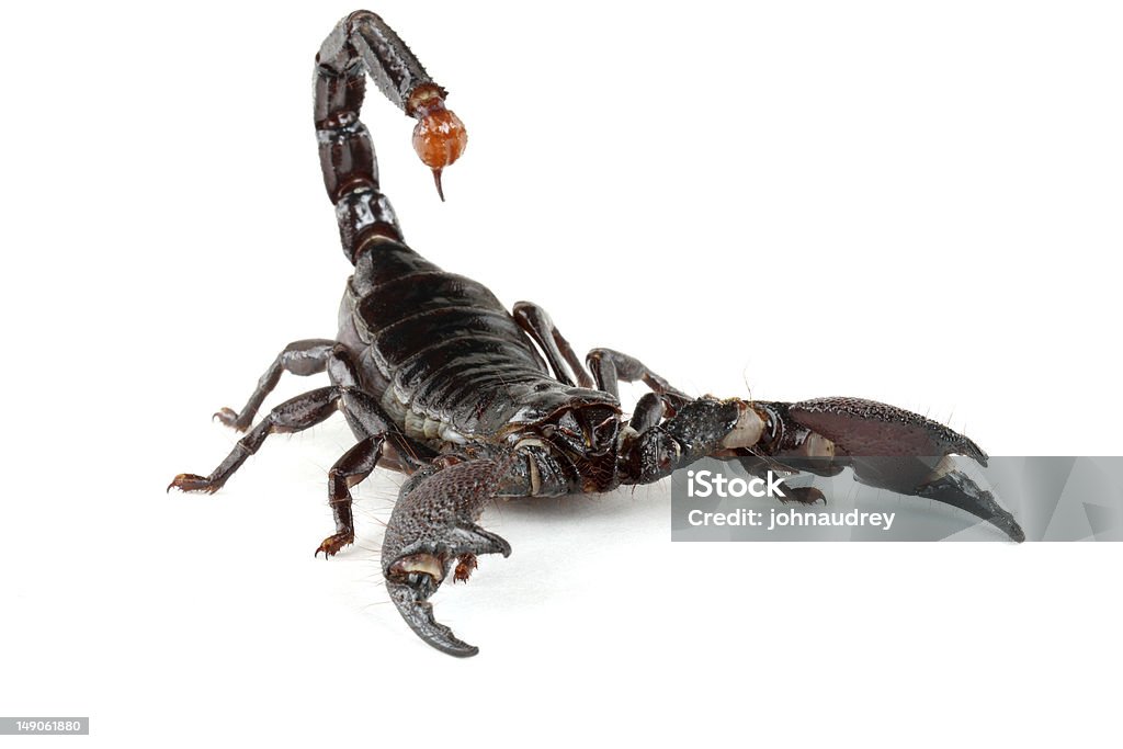 Emporer Scorpion Emporer Scorpions (Pandinus imperator) are from West Africa.  They live and thrive in hot, humid regions.  Not aggressive.  Sting hurts, but venom is generally harmless.  A lot of people keep them as "pets." Animal Stock Photo