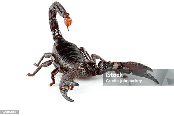 Emporer Скорпион — стоковые фотографии и другие картинки Арахнофобия - Арахнофобия, Горизонтальный, Дикие животные