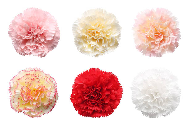 istock decorative beautiful flowers isolated on white background with clipping path 1490618992