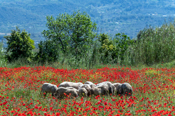 istock Sheep in a poppy field 1490619009
