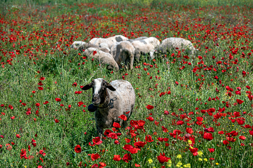 The sheep in the poppy field are together.