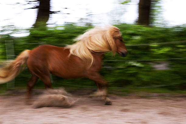 Horse in movement stock photo