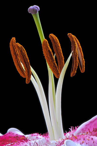 Lily macro stock photo