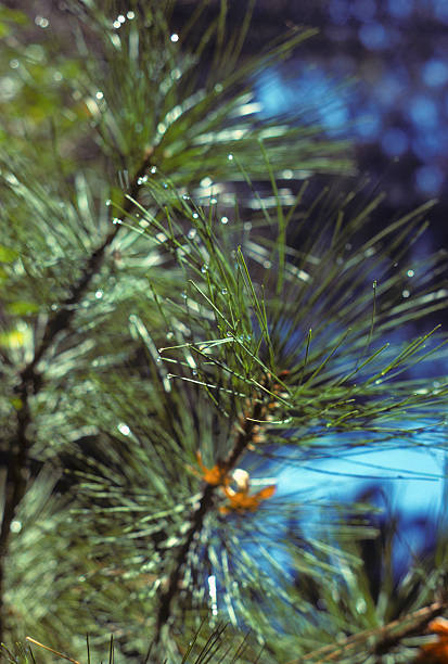 Closeup of needles on a pine tree, Yosemite Pine needles in macro focus, with extreme depth-of-field. Shot in Yosemite, CA. hearkencreative stock pictures, royalty-free photos & images