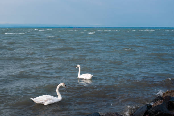 Mute swan, its scientific name is Cygnus olor in the lake Balaton