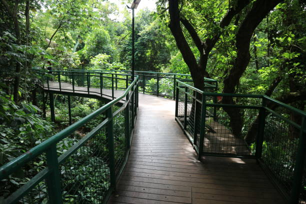 istock Wooden bridge in Bandung's urban forest. 1490621532