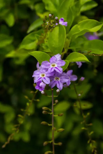 Beautiful Purple colored Golgen duranta. I took this photo on a mountain of india