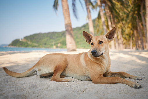 Cute dog lying under palm trees on idyllic sand beach. Themes vacation and summer adventure with pets.