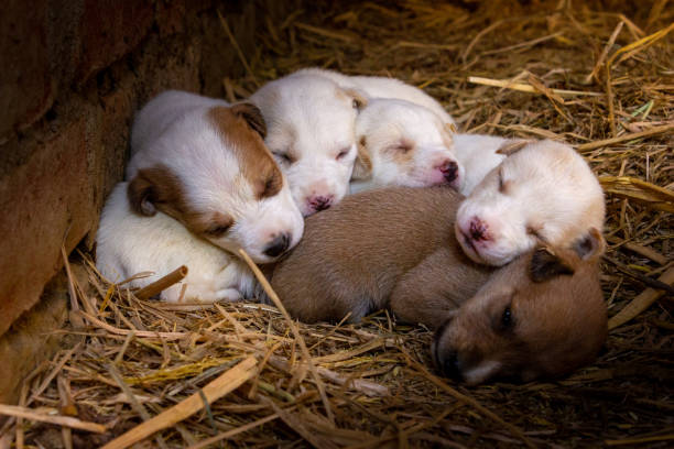 The few day's puppies feels sleepy The few day's puppies feels sleepy. I took this photo inn mid of November meek as a lamb stock pictures, royalty-free photos & images