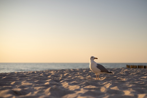 A beautiful seagull perched atop a sandy beach near the shoreline of a peaceful ocean in Ahrenshoop
