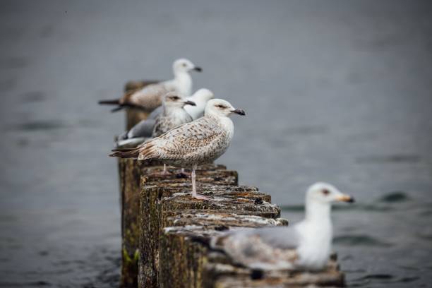 A flock of seagulls perched on a groyne