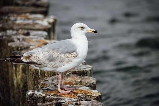 Seagull is standing on the rock with blue sky background.