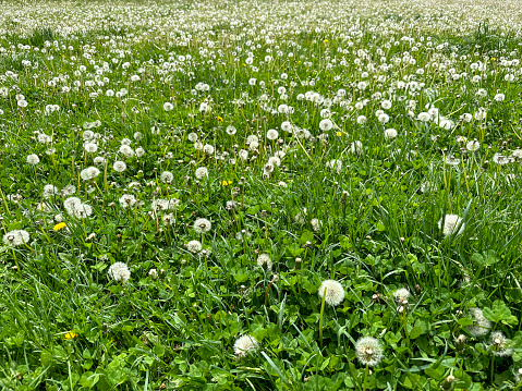 Background with the seed parakeets and flying seeds of a dandelion in summer in front of green background