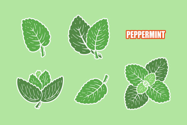 ilustraciones, imágenes clip art, dibujos animados e iconos de stock de pegatinas de hojas verdes de menta. juego de etiquetas adhesivas de hojas de menta fresca. iconos de plantas medicinales y hierbas picantes. ilustración vectorial. - mint tea peppermint tea green tea