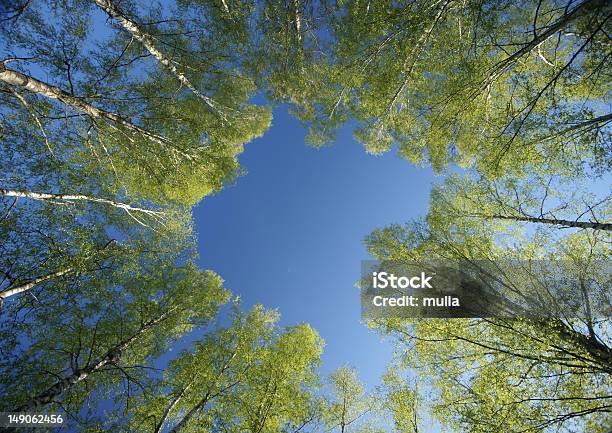 Círculo De Resorte Birches Corona Foto de stock y más banco de imágenes de Abedul - Abedul, Aire libre, Azul