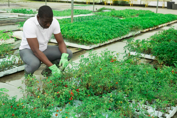 istock African american gardener caring for tomatoes 1490624832