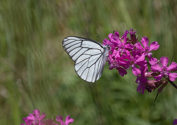 Black Veined White Butterfly stock photo