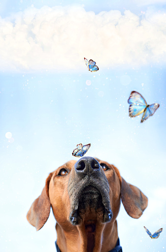 Brown dog with butterfly on its nose surrounded by flock of blue fluttering butterflies against sky with white white clouds Close up Copy space