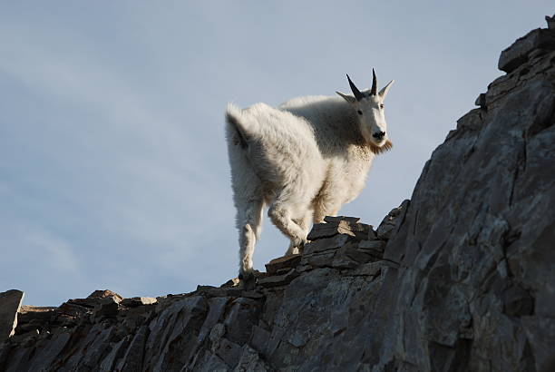 istock Mountain goat on Mt Timpanogos 149062636