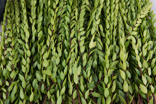 Hadass or myrtle branches that comprise one of the four species that are used in the ritual observance of the fall Jewish holiday of sukkot.