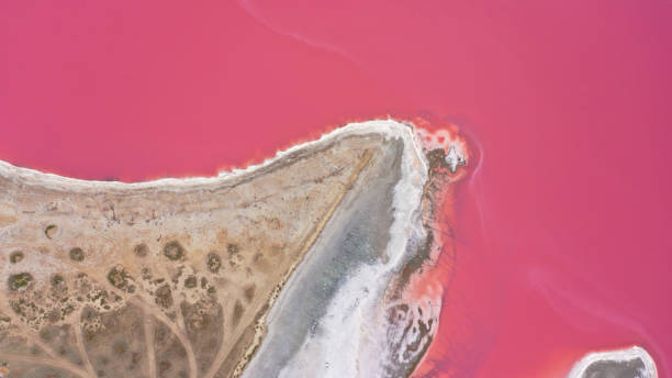 istock Flying over a pink salt lake. Salt production facilities saline evaporation pond fields in the salty lake. Dunaliella salina impart a red, pink water in mineral lake with dry cristallized salty coast. 1490626868