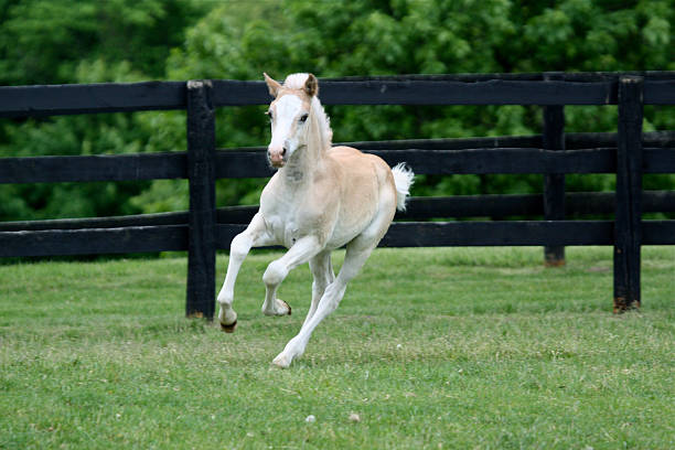 Blond filly on the run stock photo