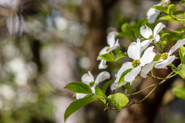 istock Cornus florida, the flowering dogwood 1490628137