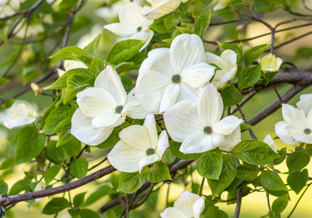 istock Cornus florida, the flowering dogwood 1490628181