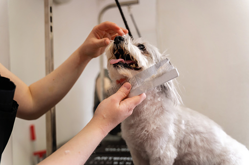 Maltese dog at pet grooming saloon