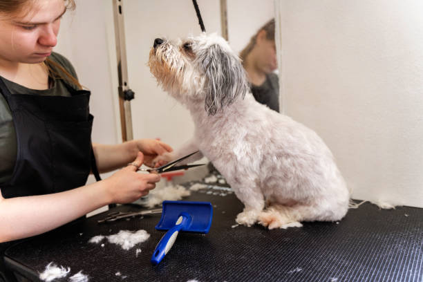 istock Maltese dog at pet grooming center 1490628280