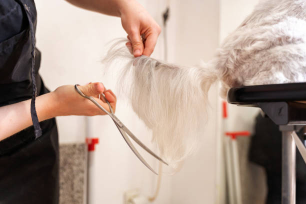 Maltese dog at pet grooming saloon getting a fresh cut
