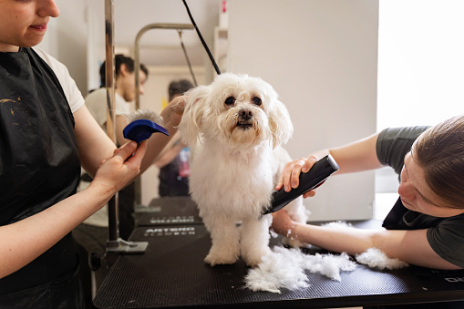 Two young adult females cutting the hair of a Maltese dog at a pet grooming salon