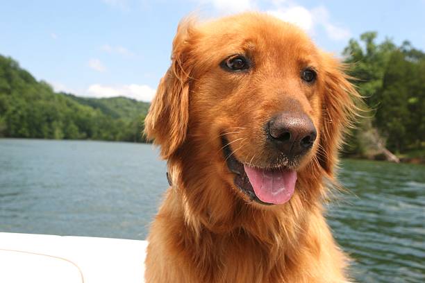 Golden Retriever by Water stock photo