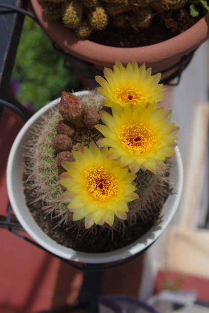 istock a yellow flowers of a bloomed cactus 1490628617