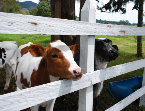 Baby cows looking through the fence.