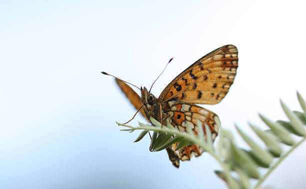 Silver Washed Fritillary stock photo