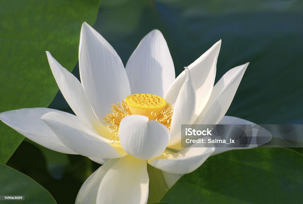 Lotus Blume - Lizenzfrei Asien Stock-Foto