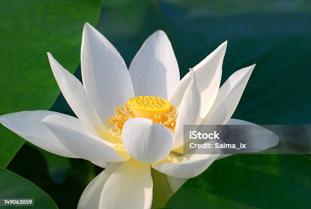 Flor De Loto Foto de stock y más banco de imágenes de Amarillo - Color - Amarillo - Color, Asia, Belleza de la naturaleza