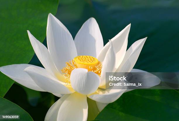 Kwiat Lotosu - zdjęcia stockowe i więcej obrazów Azja - Azja, Bez ludzi, Biały