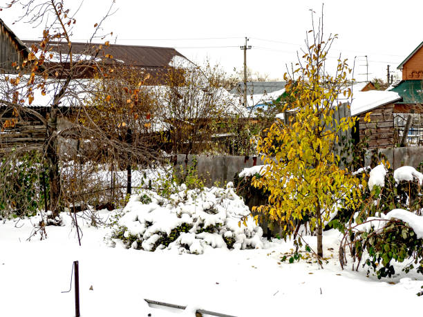 tree in the garden with yellow leaves after the first snowfall on a cloudy day